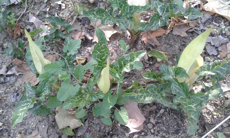 Arum italicum subsp. italicum photo 2