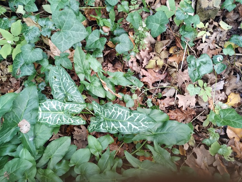 Arum italicum subsp. italicum photo 4