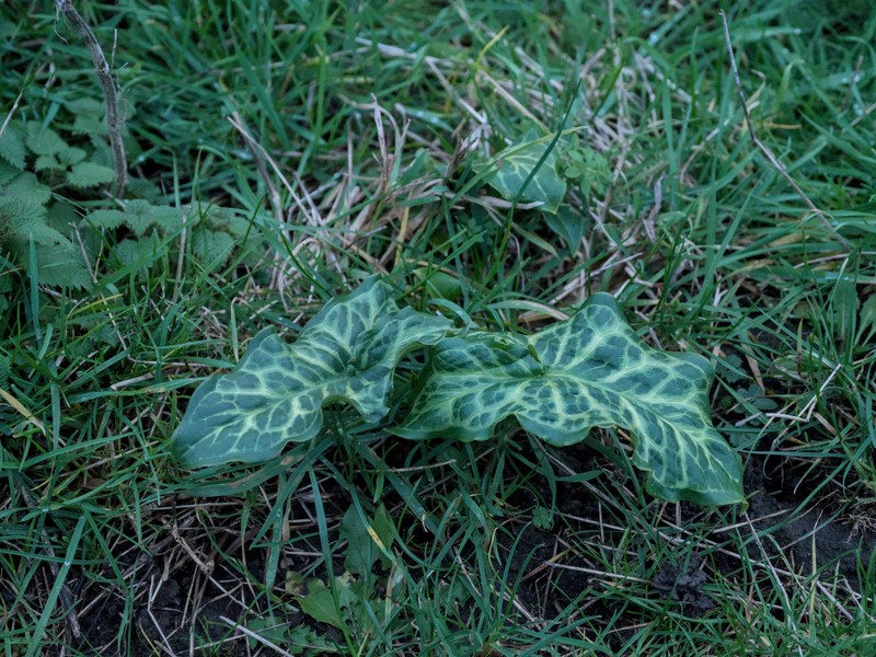 Arum italicum subsp. italicum photo 5