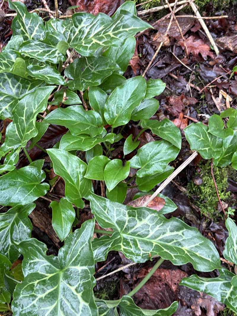 Arum italicum subsp. italicum photo 6