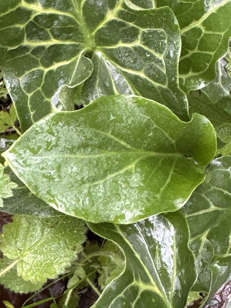 Arum italicum subsp. italicum photo 7