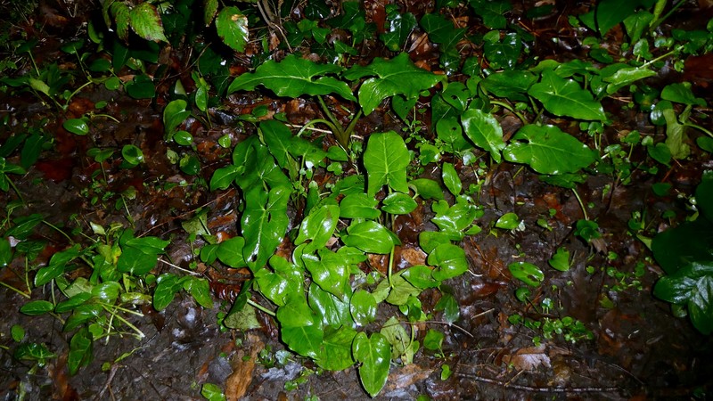 Arum italicum subsp. neglectum photo 2