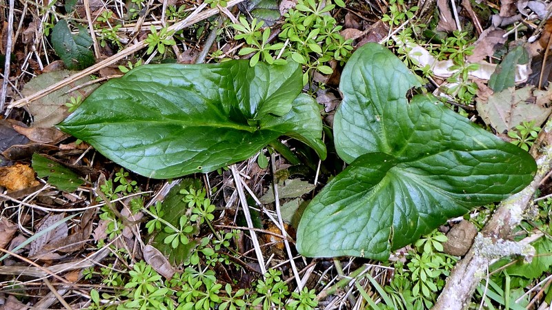 Arum italicum subsp. neglectum photo 3