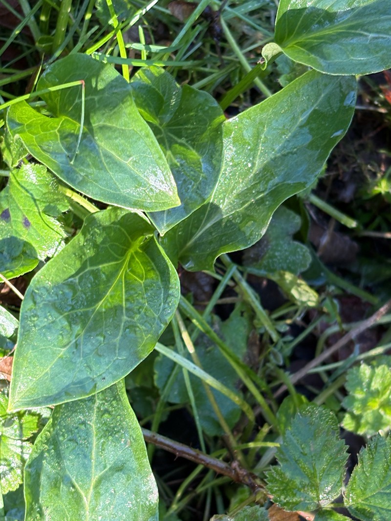 Arum italicum subsp. neglectum photo 4