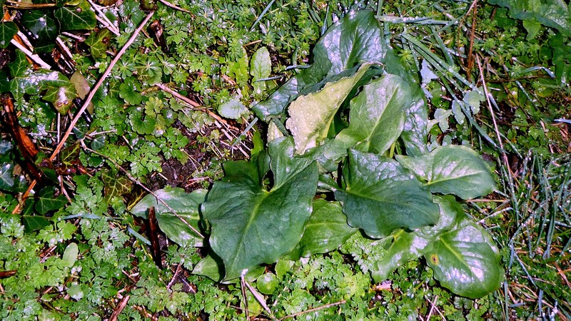 Arum italicum subsp. neglectum photo 5