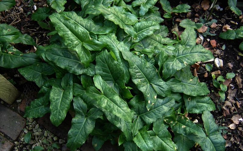 Arum italicum subsp. neglectum