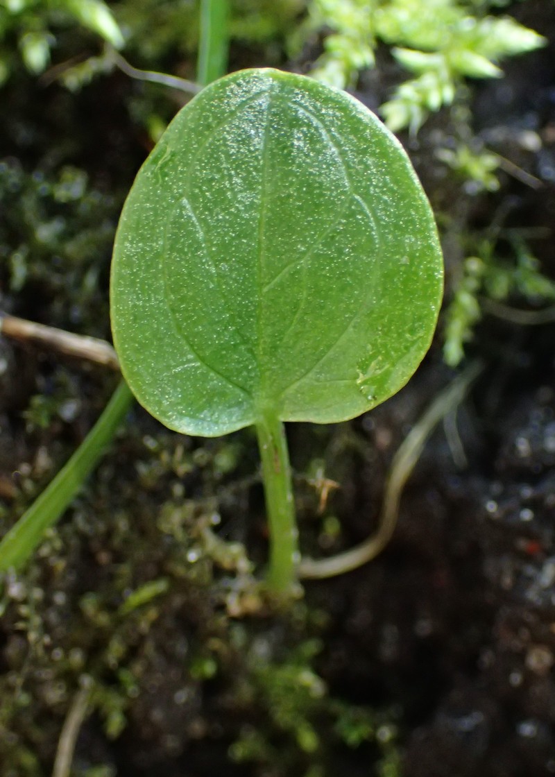 Arum italicum subsp. neglectum photo 6