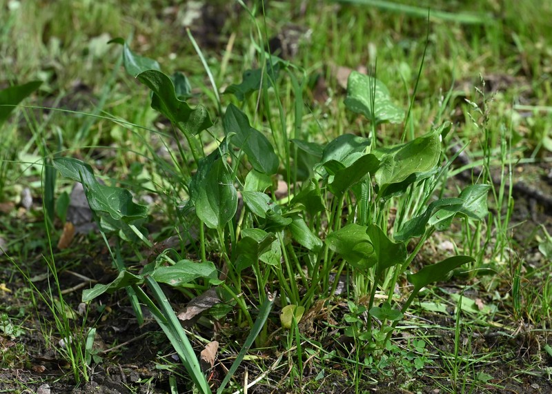 Arum italicum subsp. neglectum photo 7