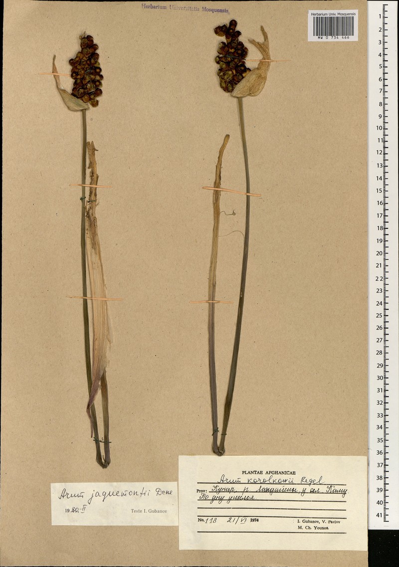Arum jacquemontii photo 2