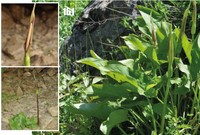 Arum korolkowii