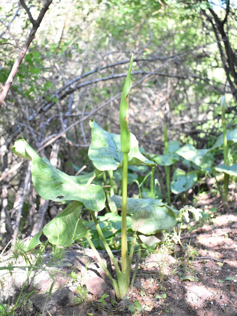Arum korolkowii photo 2