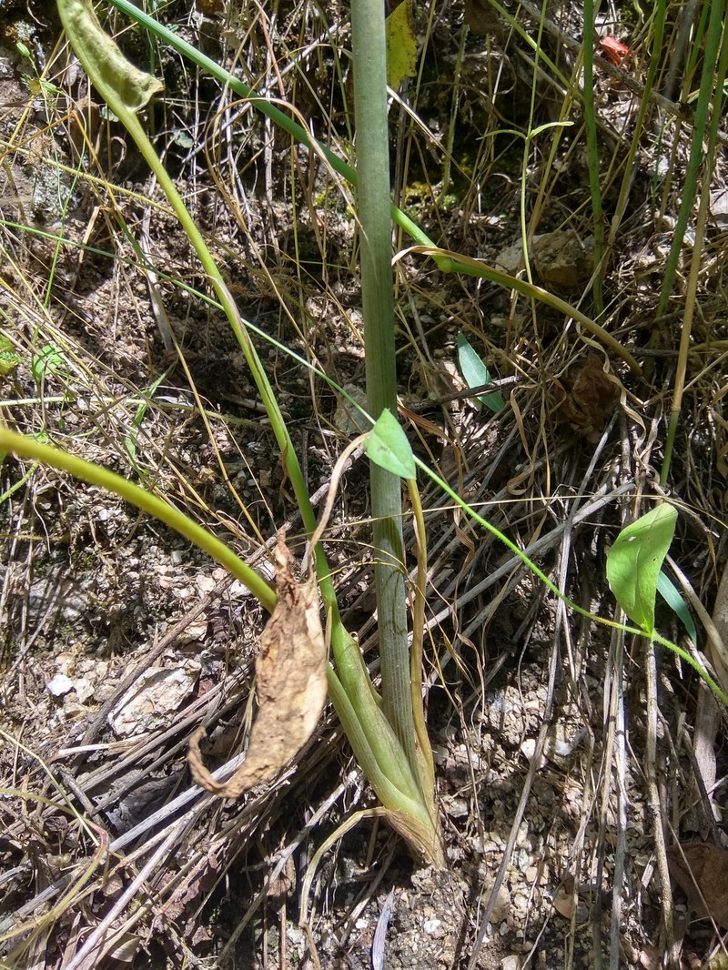 Arum korolkowii photo 3