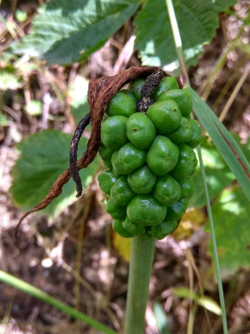 Arum korolkowii photo 4