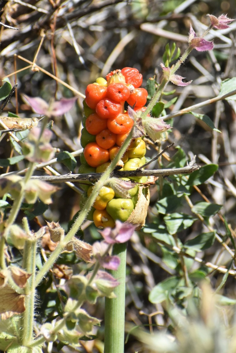 Arum korolkowii photo 5