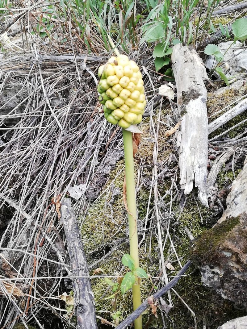 Arum korolkowii photo 6