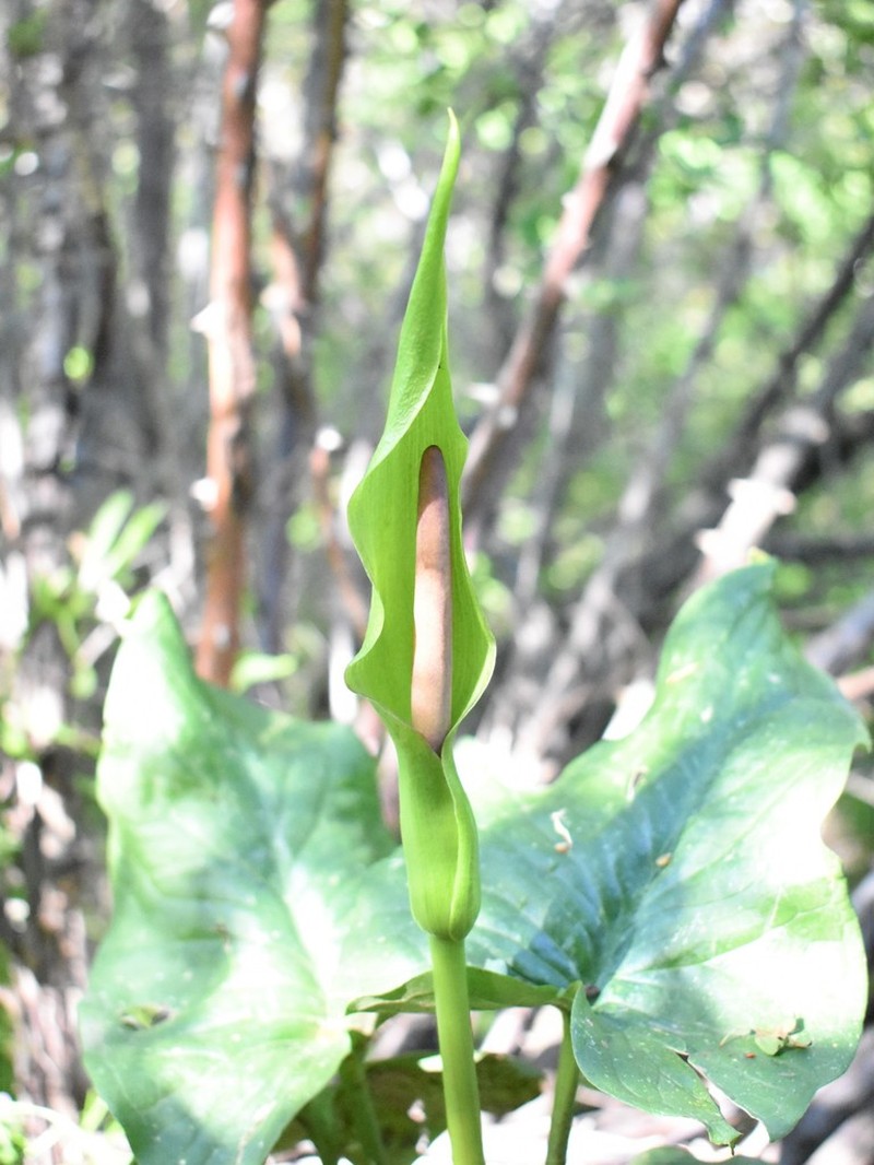 Arum korolkowii photo 7