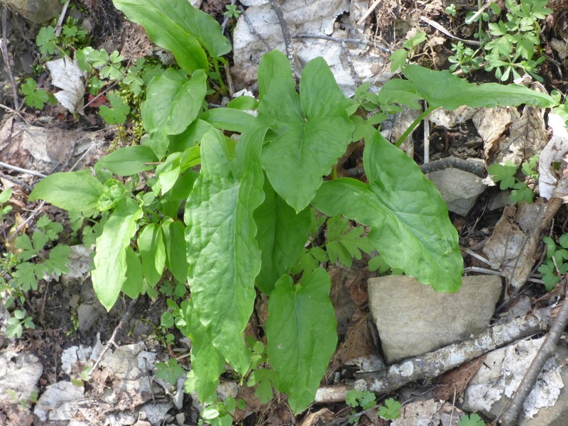 Arum lucanum photo 3
