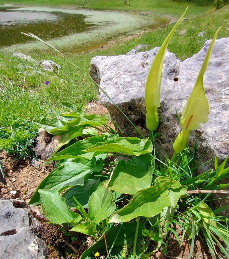 Arum lucanum