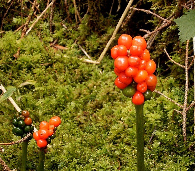 Cuckoo Pint