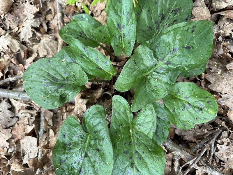 Cuckoo Pint photo 2