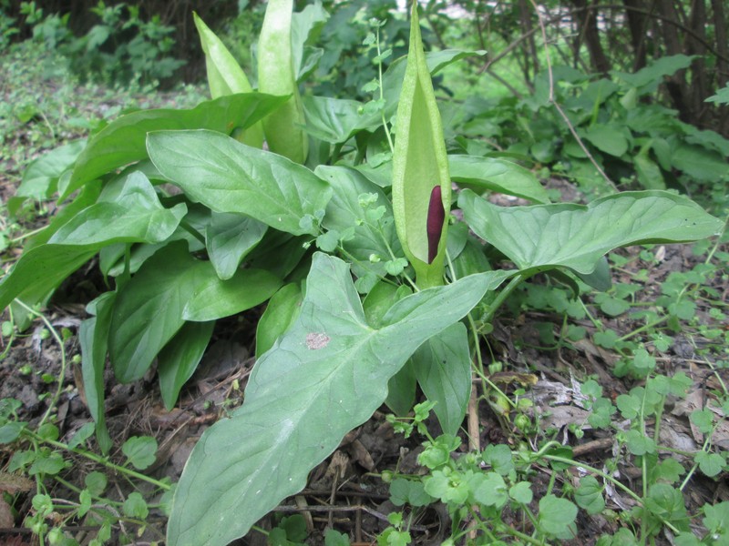 Cuckoo Pint photo 3