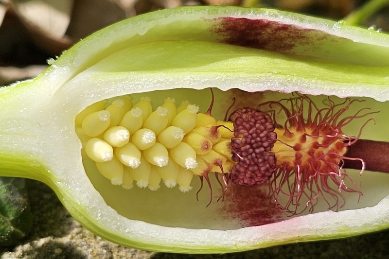 Cuckoo Pint photo 4