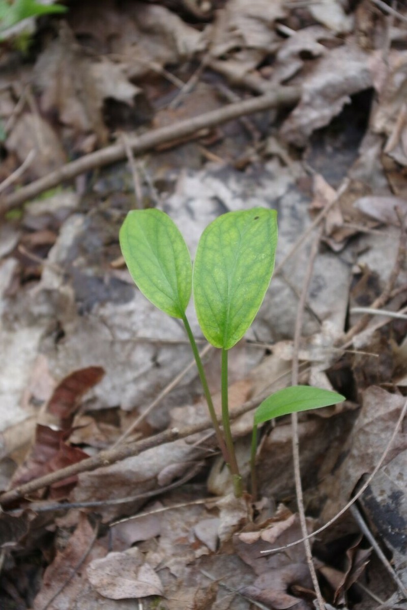Cuckoo Pint photo 5