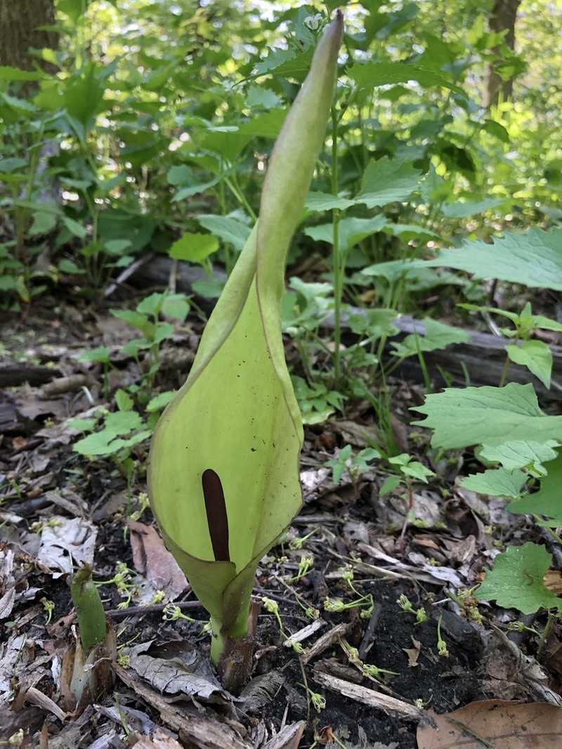 Cuckoo Pint photo 6
