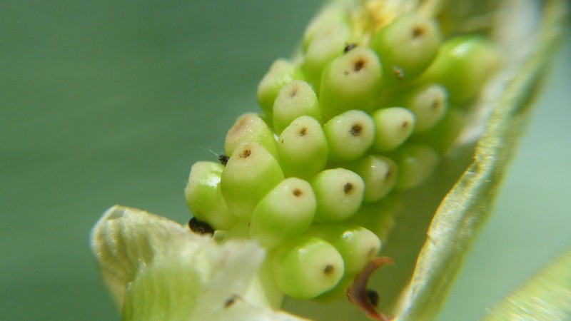 Cuckoo Pint photo 7
