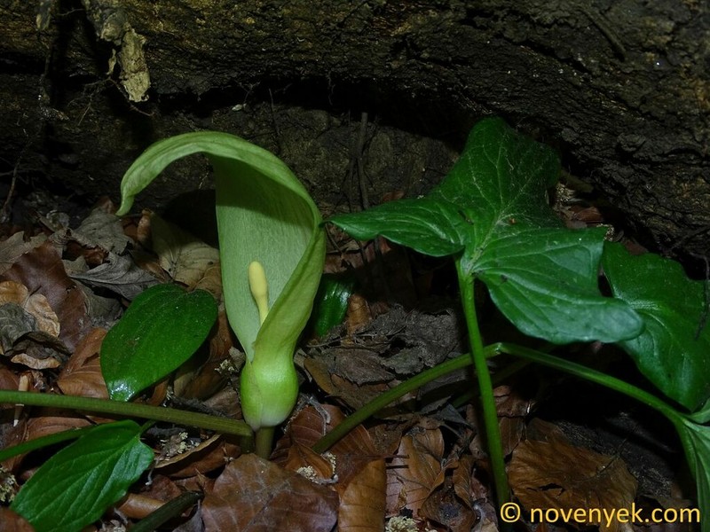 Cuckoo Pint photo 8