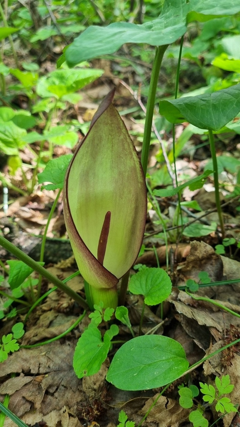 Arum megobrebi