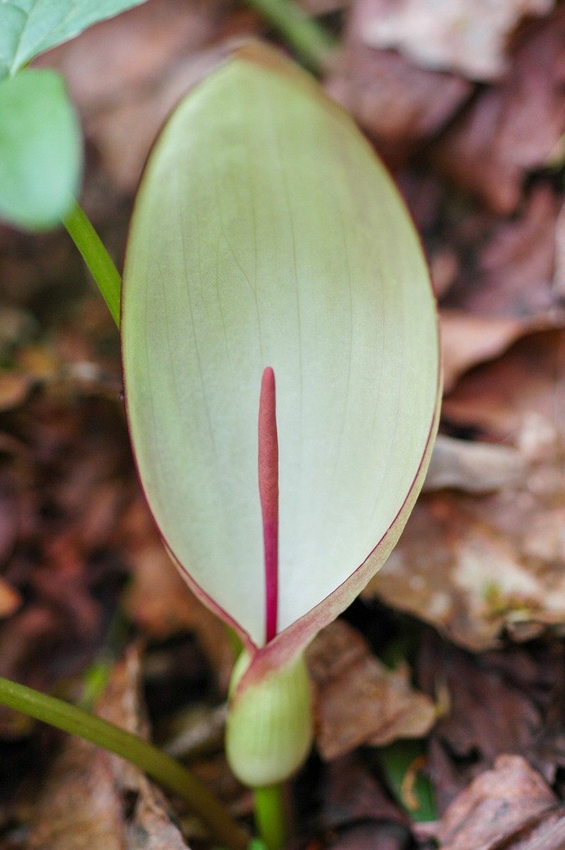 Arum megobrebi photo 2