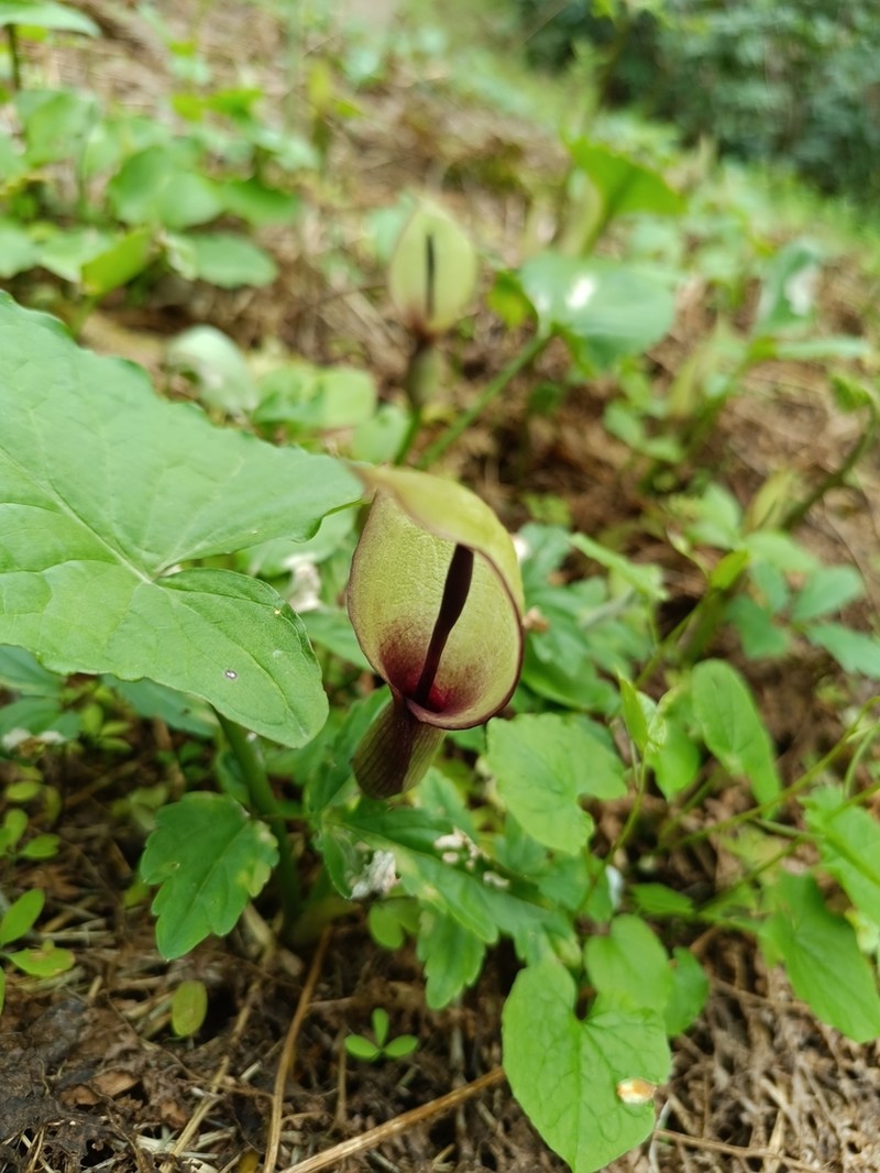 Arum megobrebi photo 3