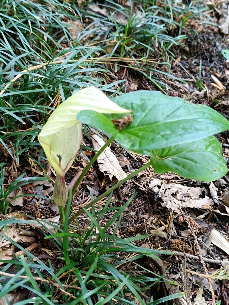 Arum megobrebi photo 4