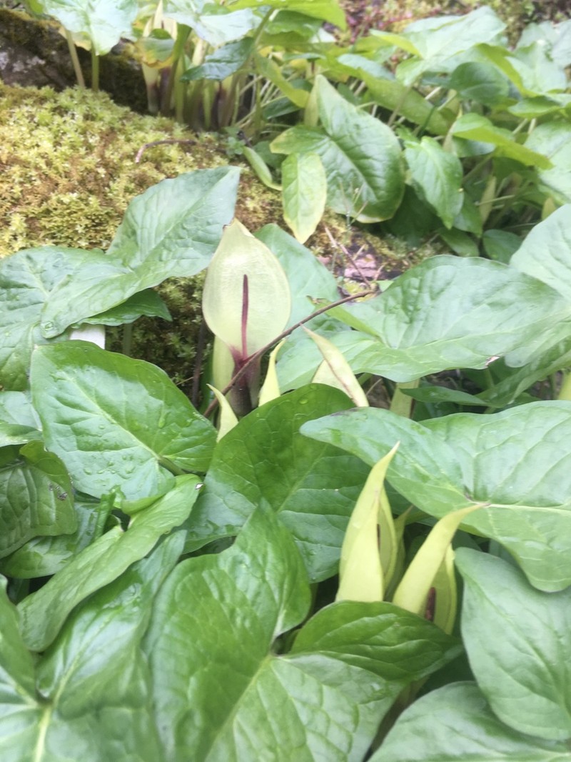Arum megobrebi photo 5