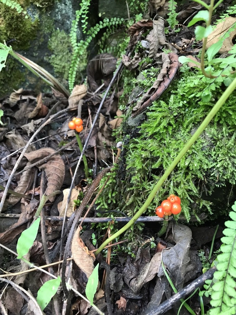 Arum megobrebi photo 6
