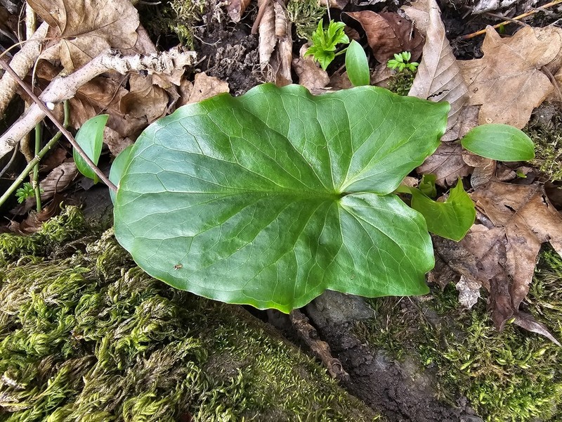 Arum megobrebi photo 7