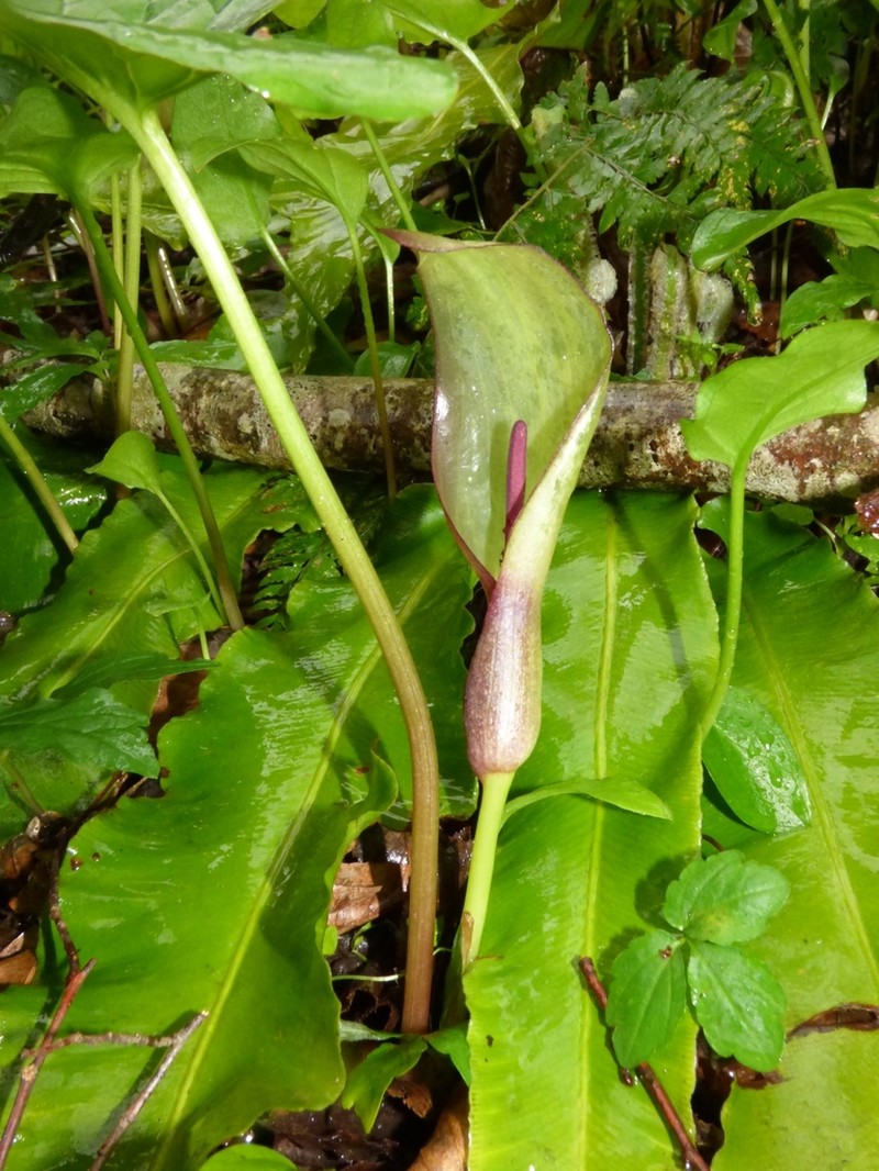 Arum megobrebi photo 8