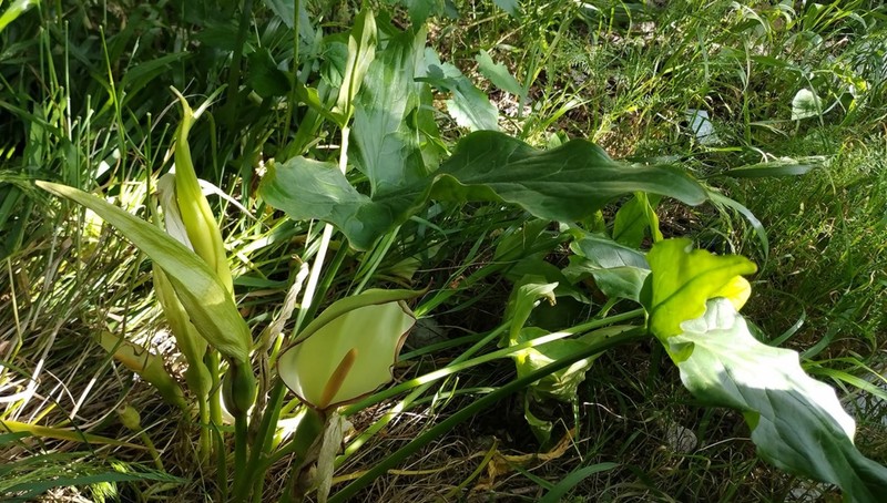 Arum meryemianum