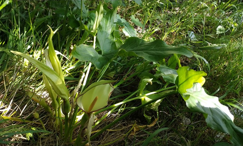 Arum meryemianum