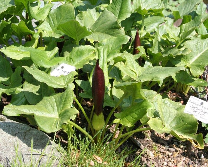 Arum nigrum