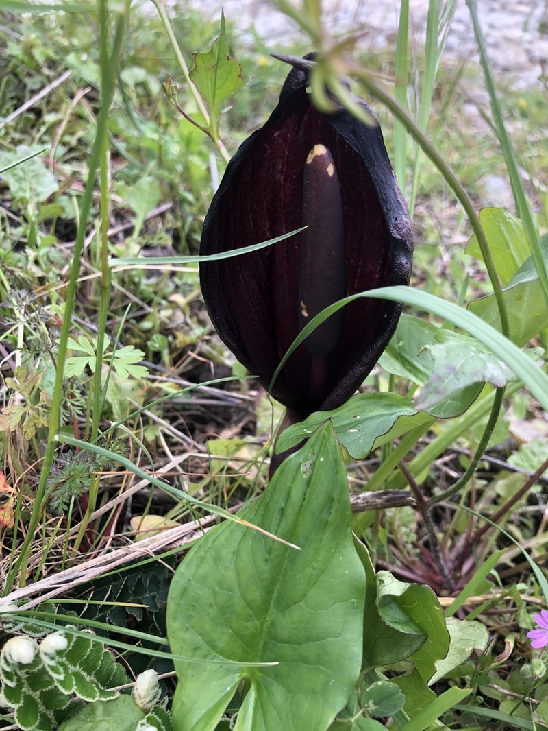 Arum nigrum photo 2
