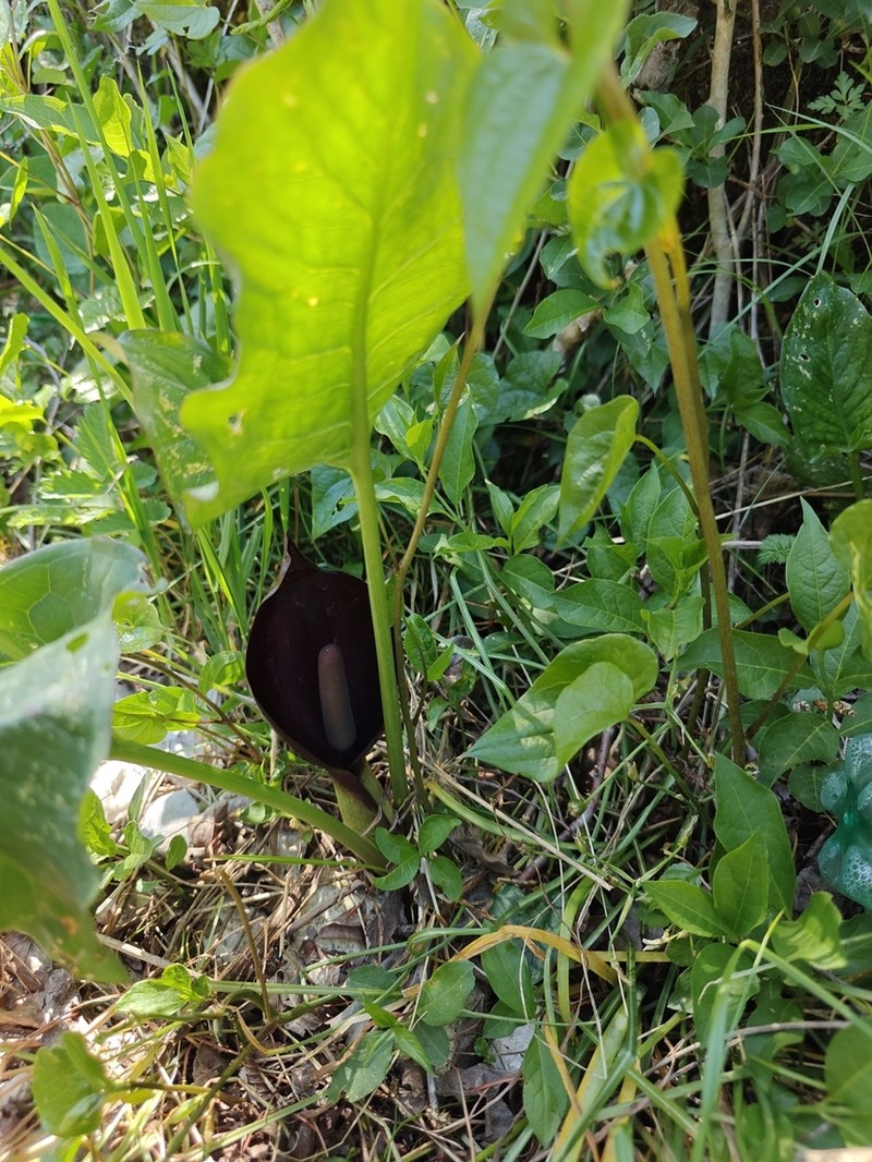 Arum nigrum photo 3