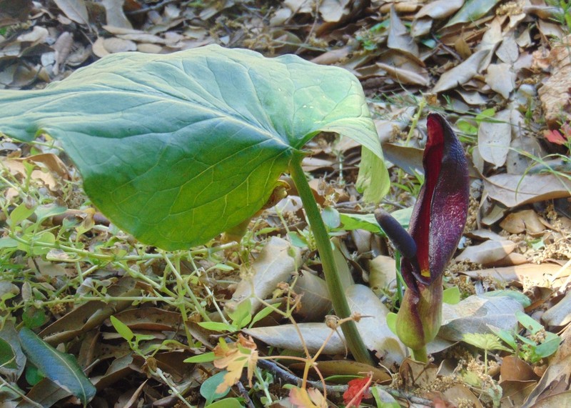Arum nigrum photo 4
