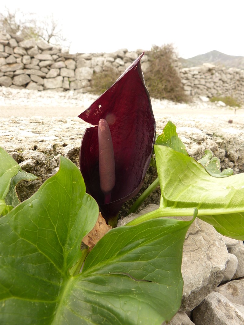 Arum nigrum photo 5