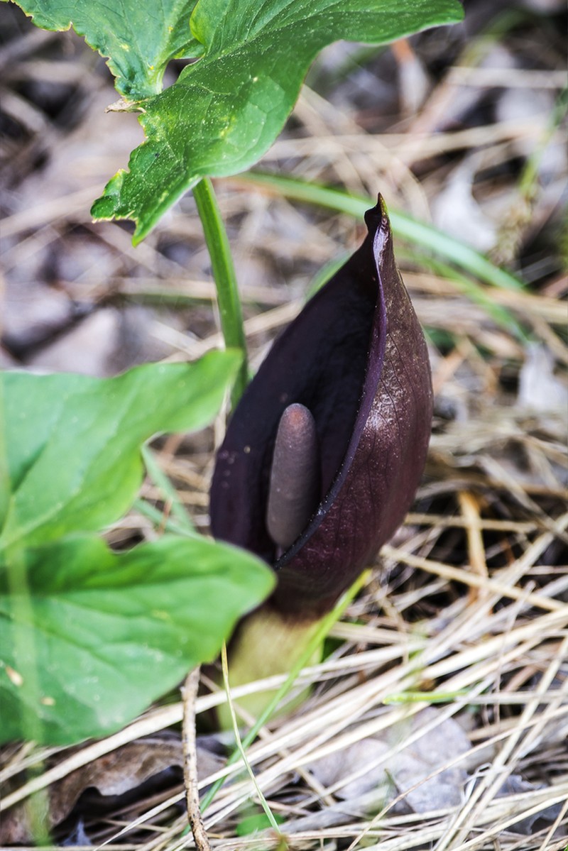 Arum nigrum photo 6