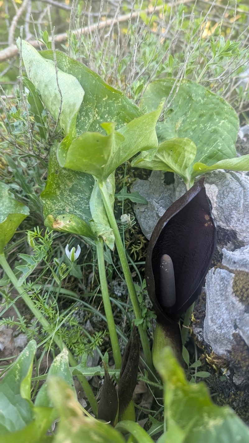 Arum nigrum photo 7