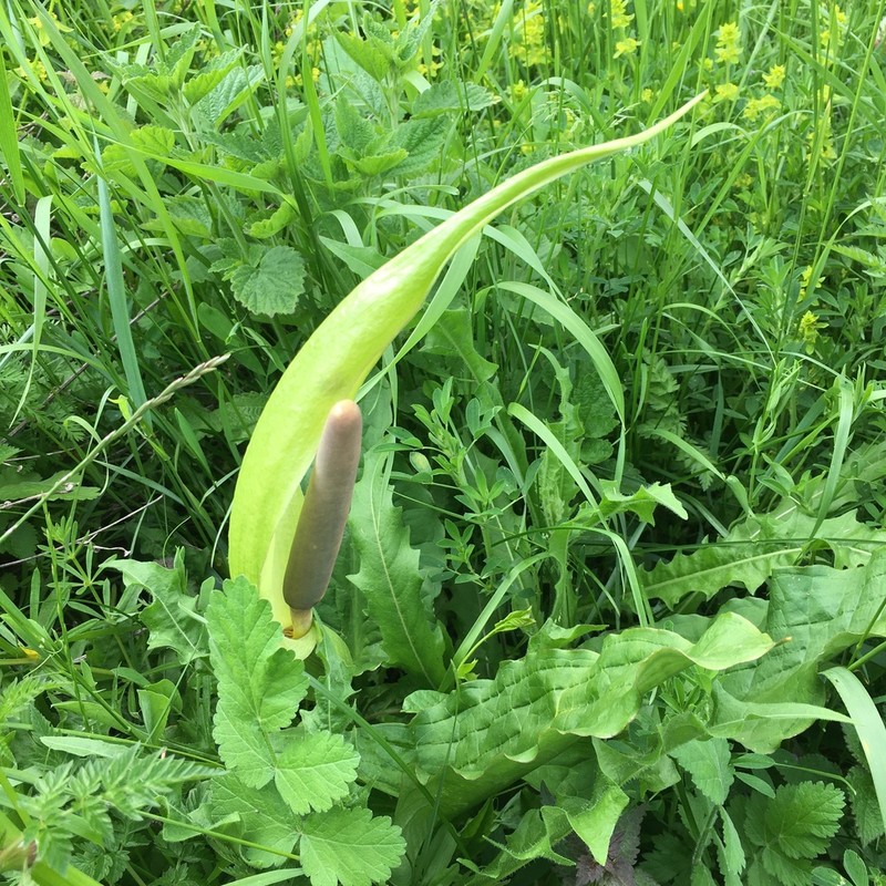 Arum orientale photo 2