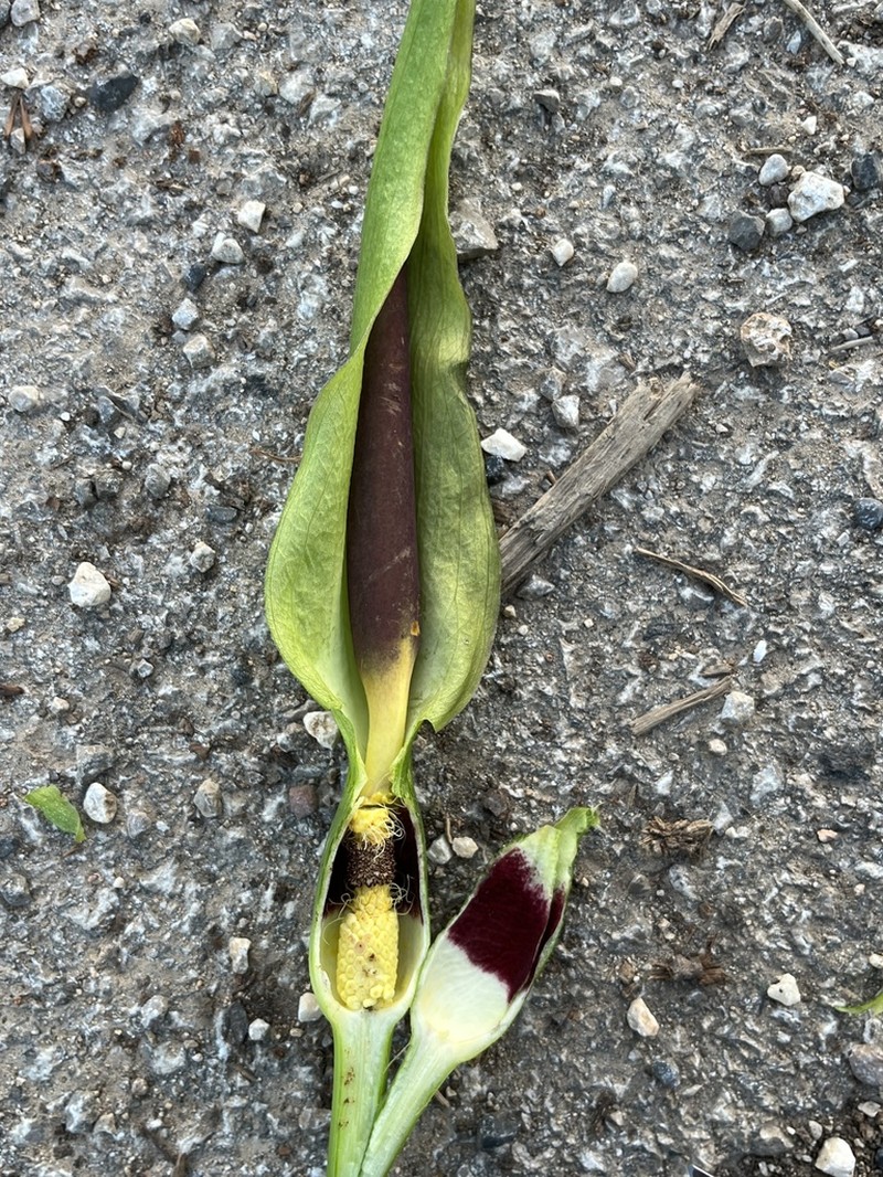 Arum orientale photo 3