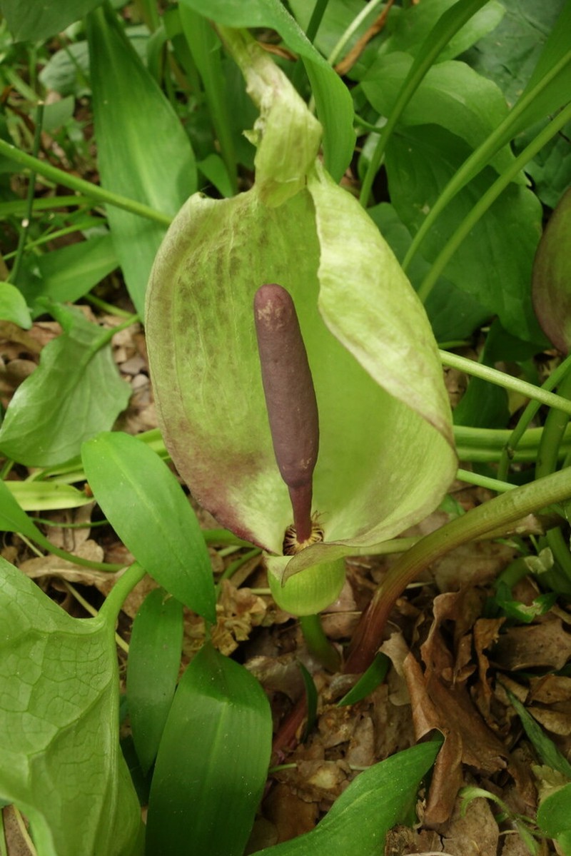 Arum orientale photo 4